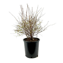 Load image into Gallery viewer, Spirea, 2 gal, Bridal Wreath - Floral Acres Greenhouse &amp; Garden Centre
