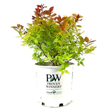 Load image into Gallery viewer, Spirea, 2 gal, Double Play Big Bang® - Floral Acres Greenhouse &amp; Garden Centre
