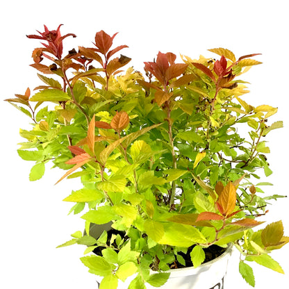 Spirea, 2 gal, Double Play Big Bang® - Floral Acres Greenhouse & Garden Centre