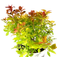 Load image into Gallery viewer, Spirea, 2 gal, Double Play Big Bang® - Floral Acres Greenhouse &amp; Garden Centre

