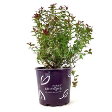 Load image into Gallery viewer, Spirea, 2 gal, Superstar™ - Floral Acres Greenhouse &amp; Garden Centre
