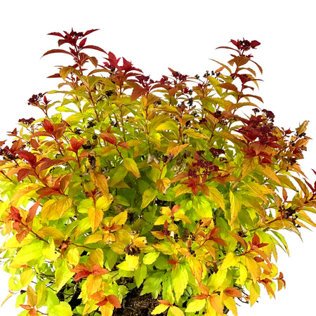 Spirea, 2 gal, Magic Carpet - Floral Acres Greenhouse & Garden Centre