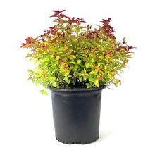 Load image into Gallery viewer, Spirea, 2 gal, Magic Carpet - Floral Acres Greenhouse &amp; Garden Centre
