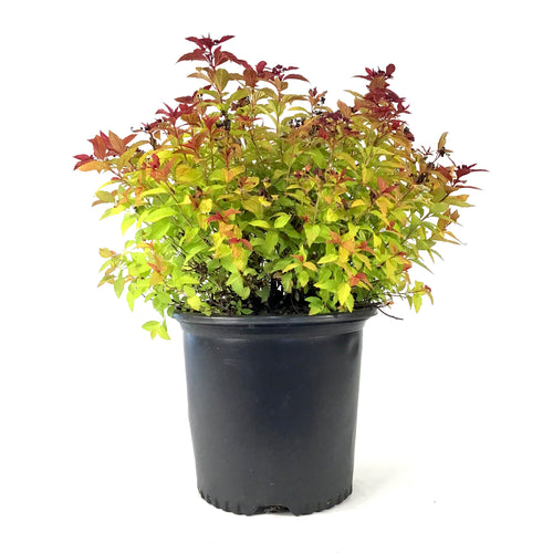 Spirea, 2 gal, Magic Carpet - Floral Acres Greenhouse & Garden Centre