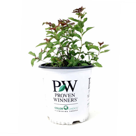 Spirea, 2 gal, Double Play Doozie® - Floral Acres Greenhouse & Garden Centre
