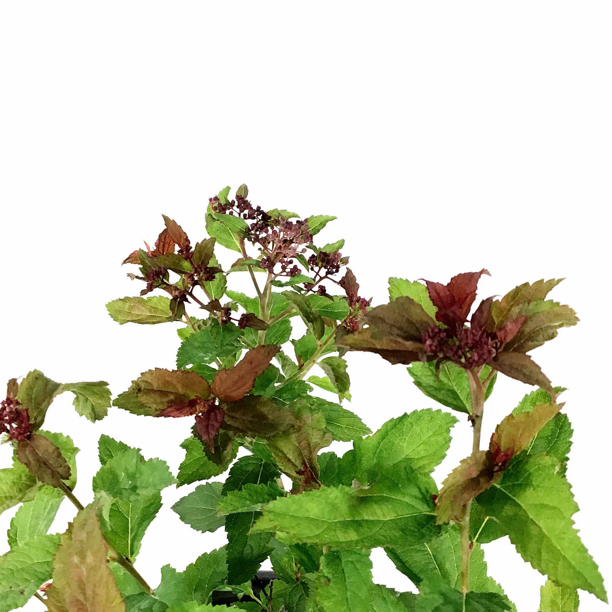 Spirea, 2 gal, Double Play Doozie® - Floral Acres Greenhouse & Garden Centre