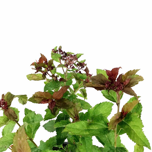 Spirea, 2 gal, Double Play Doozie® - Floral Acres Greenhouse & Garden Centre