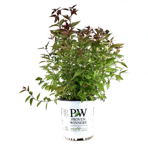 Spirea, 2 gal, Double Play® Red - Floral Acres Greenhouse & Garden Centre