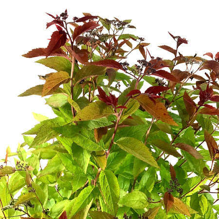 Spirea, 2 gal, Double Play® Red - Floral Acres Greenhouse & Garden Centre