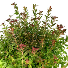 Load image into Gallery viewer, Spirea, 2 gal, Poprocks® Petite - Floral Acres Greenhouse &amp; Garden Centre
