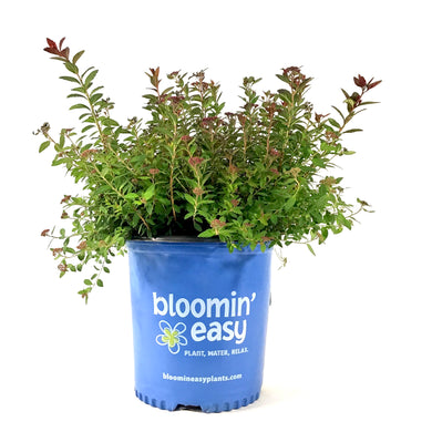 Spirea, 2 gal, Poprocks® Petite - Floral Acres Greenhouse & Garden Centre