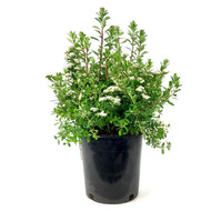 Spirea, 2 gal, Snowmound - Floral Acres Greenhouse & Garden Centre