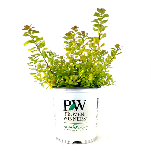 Spirea, 2 gal, Glow Girl® Birchleaf - Floral Acres Greenhouse & Garden Centre