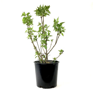 Lilac, 2 gal, French, Common Purple - Floral Acres Greenhouse & Garden Centre