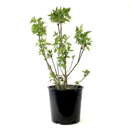 Lilac, 2 gal, French, Common Purple - Floral Acres Greenhouse & Garden Centre