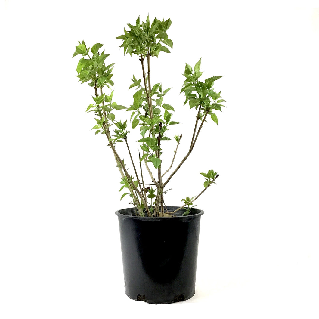 Lilac, 2 gal, French, Common Purple - Floral Acres Greenhouse & Garden Centre