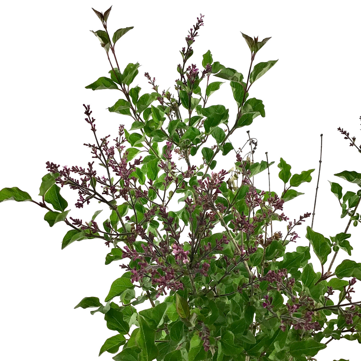 Lilac, 2 gal, Bloomerang® Dark Purple - Floral Acres Greenhouse & Garden Centre