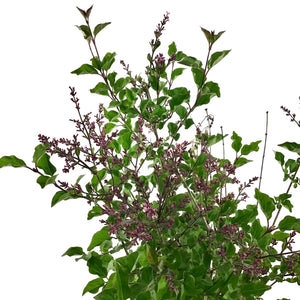 Lilac, 2 gal, Bloomerang® Dark Purple - Floral Acres Greenhouse & Garden Centre