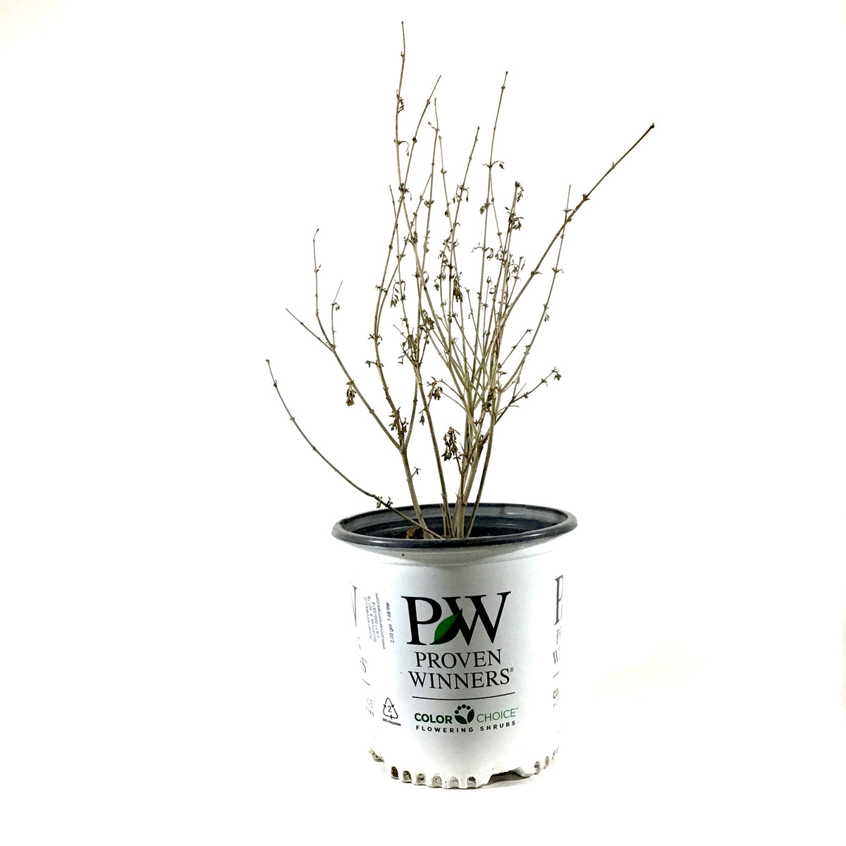 Lilac, 2 gal, Bloomerang® Dark Purple - Floral Acres Greenhouse & Garden Centre