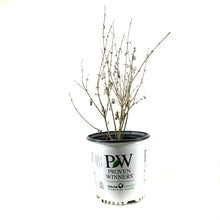 Load image into Gallery viewer, Lilac, 2 gal, Bloomerang® Dark Purple - Floral Acres Greenhouse &amp; Garden Centre
