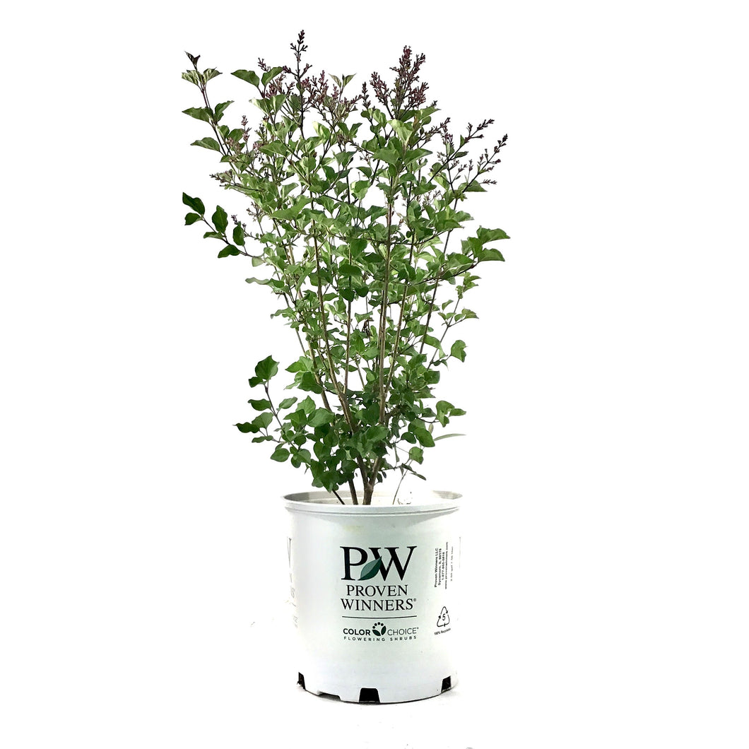 Lilac, 2 gal, Bloomerang® Dark Purple - Floral Acres Greenhouse & Garden Centre