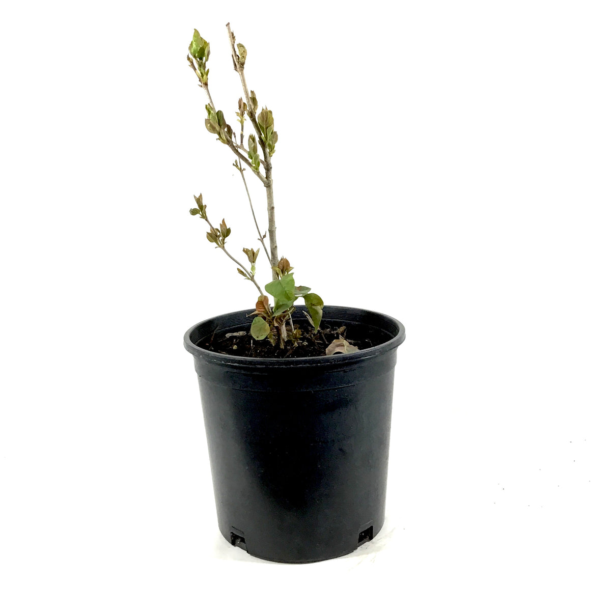 Lilac, 2 gal, French, Charles Joly - Floral Acres Greenhouse & Garden Centre