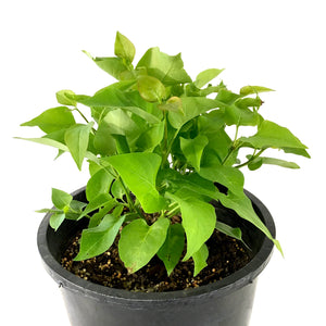 Lilac, 2 gal, French, Prairie Petite - Floral Acres Greenhouse & Garden Centre