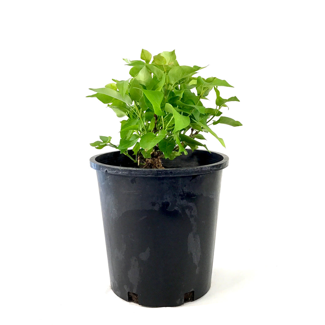 Lilac, 2 gal, French, Prairie Petite - Floral Acres Greenhouse & Garden Centre
