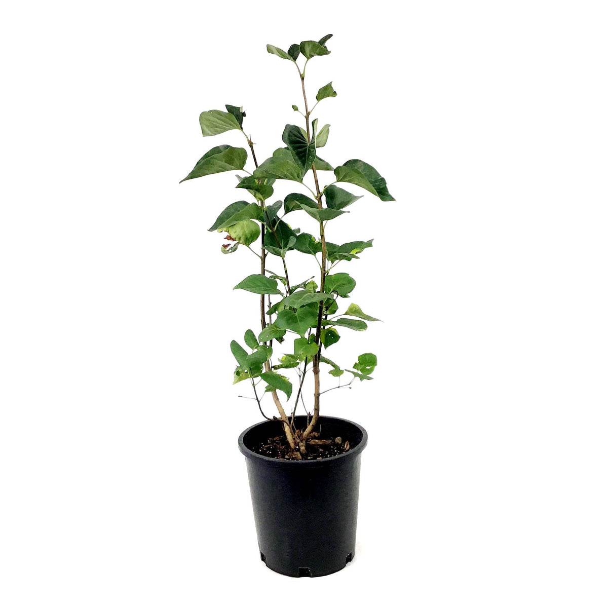 Lilac, 2 gal, French, Sensation - Floral Acres Greenhouse & Garden Centre