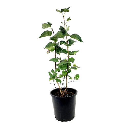 Lilac, 2 gal, French, Sensation - Floral Acres Greenhouse & Garden Centre