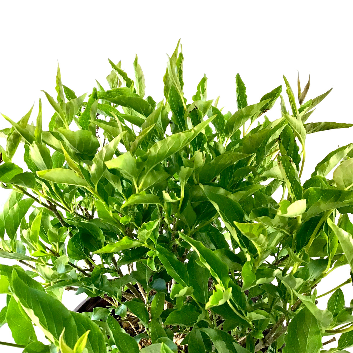 Lilac, 2 gal, Little Lady™ - Floral Acres Greenhouse & Garden Centre