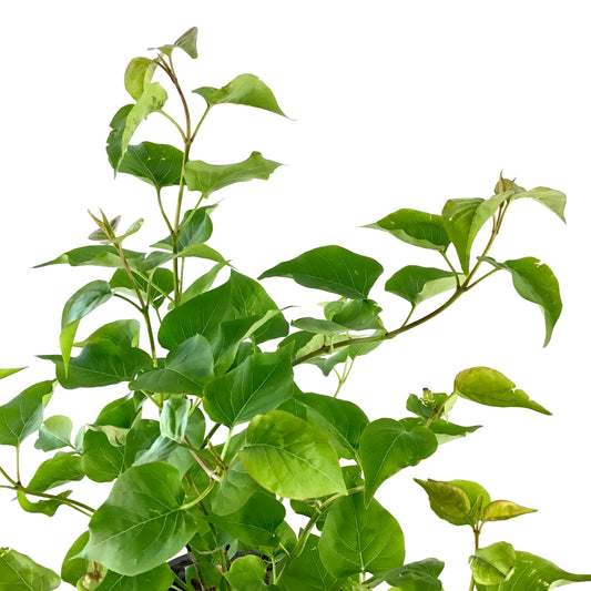 Lilac, 2 gal, Pocahontas - Floral Acres Greenhouse & Garden Centre