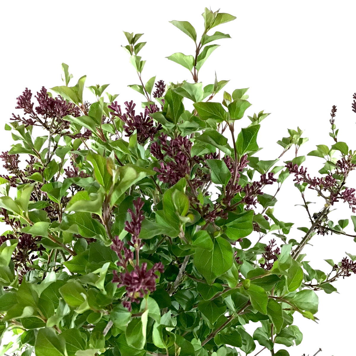Lilac, 5 gal, Dwarf Korean Top-Graft - Floral Acres Greenhouse & Garden Centre