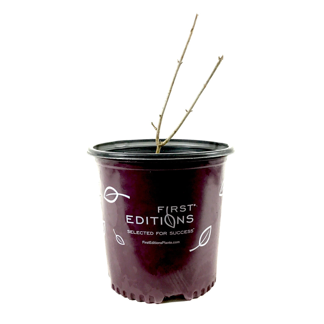 Lilac, 2 gal, Preston, Pinktini™ - Floral Acres Greenhouse & Garden Centre