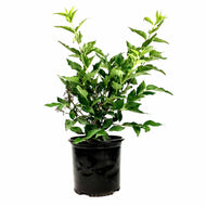 Lilac, 8in, Miss Kim Korean - Floral Acres Greenhouse & Garden Centre