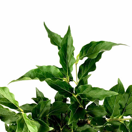 Lilac, 8in, Miss Kim Korean - Floral Acres Greenhouse & Garden Centre