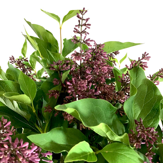 Lilac, 5 gal, Miss Kim Korean Top-Graft - Floral Acres Greenhouse & Garden Centre