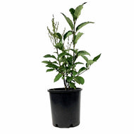 Lilac, 2 gal, Preston, Royalty - Floral Acres Greenhouse & Garden Centre