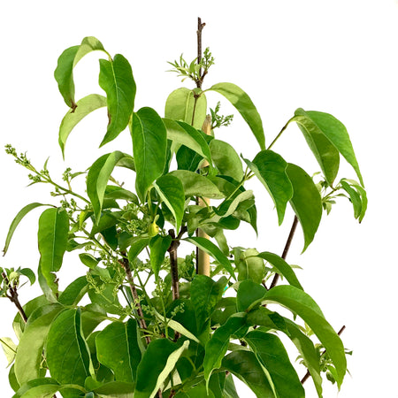 Lilac, 7 gal, Ivory Silk Japanese Tree Lilac - Floral Acres Greenhouse & Garden Centre