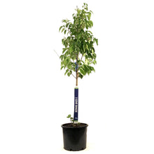 Load image into Gallery viewer, Lilac, 7 gal, Ivory Silk Japanese Tree Lilac - Floral Acres Greenhouse &amp; Garden Centre
