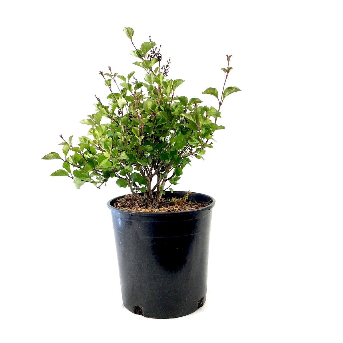 Lilac, 2 gal, Dwarf Korean - Floral Acres Greenhouse & Garden Centre