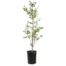 Load image into Gallery viewer, Lilac, 5 gal, Ivory Silk Japanese Tree Lilac - Floral Acres Greenhouse &amp; Garden Centre
