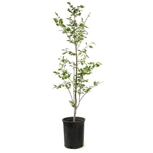 Lilac, 5 gal, Ivory Silk Japanese Tree Lilac - Floral Acres Greenhouse & Garden Centre