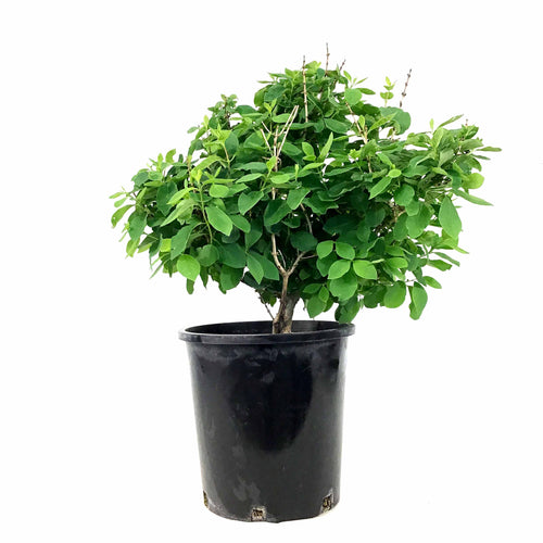 Honeysuckle, 2 gal, Miniglobe - Floral Acres Greenhouse & Garden Centre