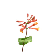 Load image into Gallery viewer, Honeysuckle, 1 gal, Dropmore Scarlet - Floral Acres Greenhouse &amp; Garden Centre
