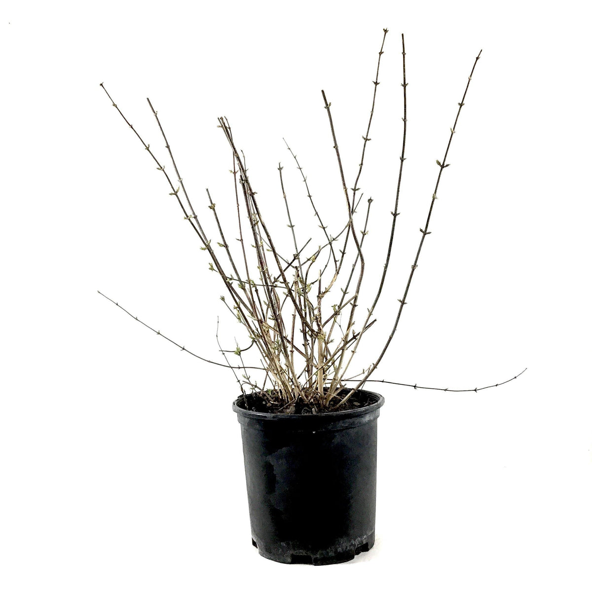 Mock Orange, 2 gal, Galahad - Floral Acres Greenhouse & Garden Centre