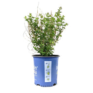 Snowberry, 2 gal, Pinky Promise™ - Floral Acres Greenhouse & Garden Centre