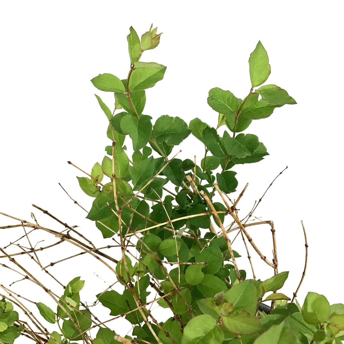 Snowberry, 2 gal, Pinky Promise™ - Floral Acres Greenhouse & Garden Centre