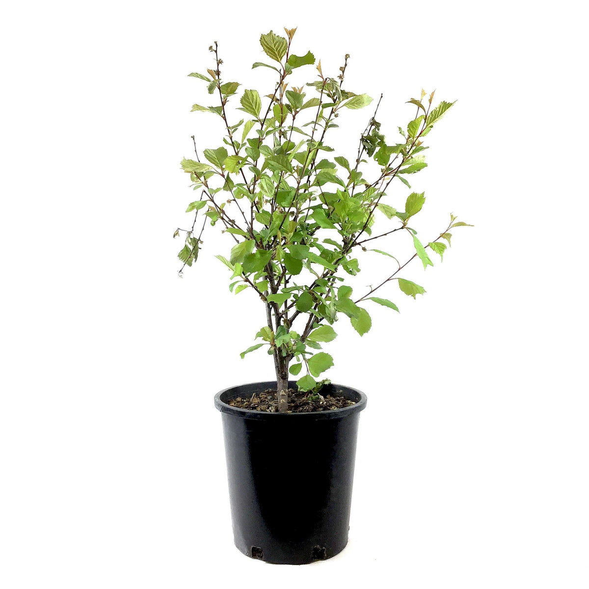 Plum, 2 gal, Double Flowering - Floral Acres Greenhouse & Garden Centre