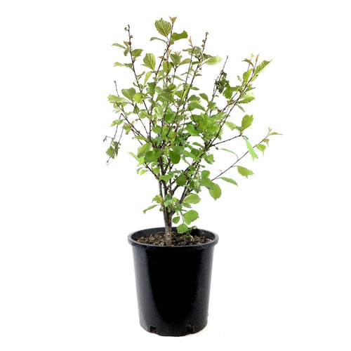 Plum, 2 gal, Double Flowering - Floral Acres Greenhouse & Garden Centre